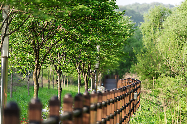 포토 JPG 주간 나무 공원 자연 한국 풍경 사람없음 야외 초록색 울타리 산책로 원근감 숲 대전 대청공원 국내포토 자연요소 식물 공공시설 아시아 길 뷰포인트 컬러 담장 생태계 파일형식