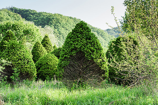 포토 JPG 주간 나무 공원 자연 한국 풍경 사람없음 야외 초록색 숲 대전 대청공원 국내포토 자연요소 식물 공공시설 아시아 컬러 생태계 파일형식