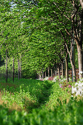 포토 JPG 주간 나무 공원 자연 한국 풍경 사람없음 야외 초록색 숲 대전 대청공원 국내포토 자연요소 식물 공공시설 아시아 컬러 생태계 파일형식