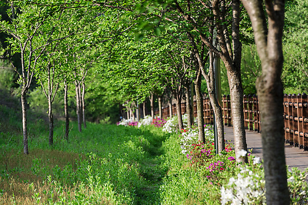 포토 JPG 주간 나무 공원 자연 한국 풍경 사람없음 야외 초록색 산책로 숲 대전 대청공원 국내포토 자연요소 식물 공공시설 아시아 길 컬러 생태계 파일형식