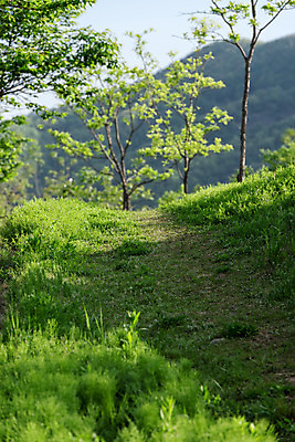 포토 JPG 주간 나무 공원 자연 한국 풍경 사람없음 야외 초록색 숲 대전 대청공원 국내포토 자연요소 식물 공공시설 아시아 컬러 생태계 파일형식