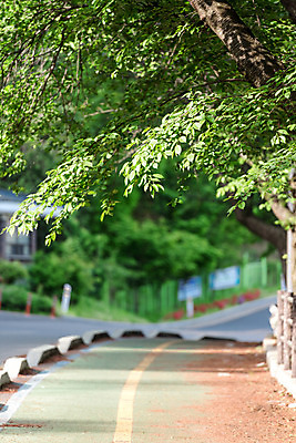 포토 JPG 주간 나무 도로 길 자연 한국 풍경 사람없음 야외 아웃포커스 초록색 숲 자전거길 국내포토 자연요소 식물 아시아 컬러 교통시설 촬영기법 생태계 파일형식