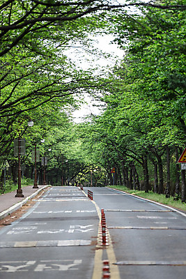 포토 JPG 주간 나무 공원 도로 자연 풍경 사람없음 야외 초록색 원근감 숲 가로수 방지턱 국내포토 자연요소 식물 공공시설 길 뷰포인트 컬러 교통시설 생태계 파일형식