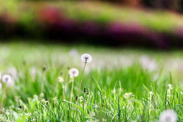 포토 JPG 주간 공원 자연 풍경 잔디 초원 사람없음 야외 아웃포커스 초록색 민들레 국내포토 자연요소 식물 공공시설 꽃 컬러 촬영기법 생태계 파일형식