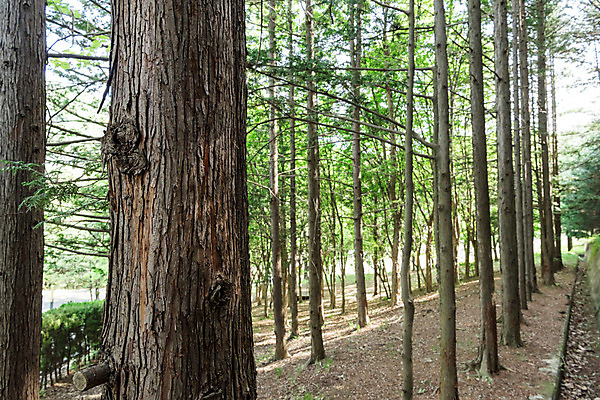 포토 JPG 주간 나무 공원 자연 한국 풍경 사람없음 야외 초록색 숲속 숲 대전 국내포토 자연요소 식물 공공시설 아시아 컬러 생태계 파일형식