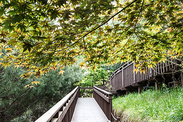 포토 JPG 주간 나무 공원 길 자연 한국 풍경 사람없음 야외 초록색 산책로 숲 데크 국내포토 자연요소 식물 공공시설 아시아 컬러 생태계 파일형식