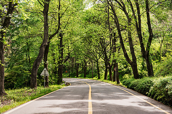 포토 JPG 주간 나무 공원 도로 자연 한국 풍경 사람없음 야외 초록색 맑음 원근감 숲 가로수 청남대 국내포토 자연요소 식물 공공시설 아시아 길 뷰포인트 컬러 교통시설 날씨 생태계 파일형식 청주_지역