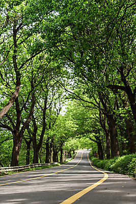 포토 JPG 주간 나무 공원 도로 자연 한국 풍경 사람없음 야외 초록색 맑음 원근감 숲 가로수 청남대 국내포토 자연요소 식물 공공시설 아시아 길 뷰포인트 컬러 교통시설 날씨 생태계 파일형식 청주_지역