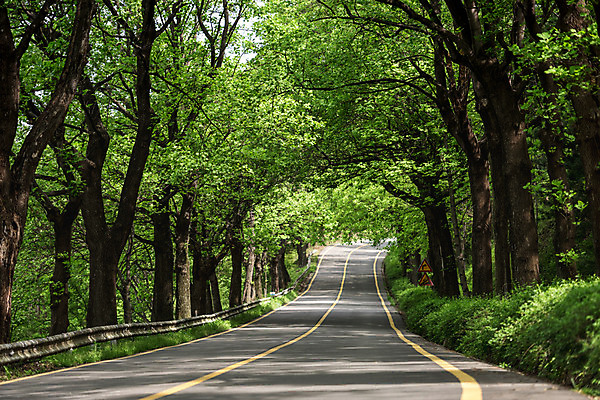 포토 JPG 주간 나무 공원 도로 자연 한국 풍경 사람없음 야외 초록색 맑음 원근감 숲 가로수 청남대 국내포토 자연요소 식물 공공시설 아시아 길 뷰포인트 컬러 교통시설 날씨 생태계 파일형식 청주_지역