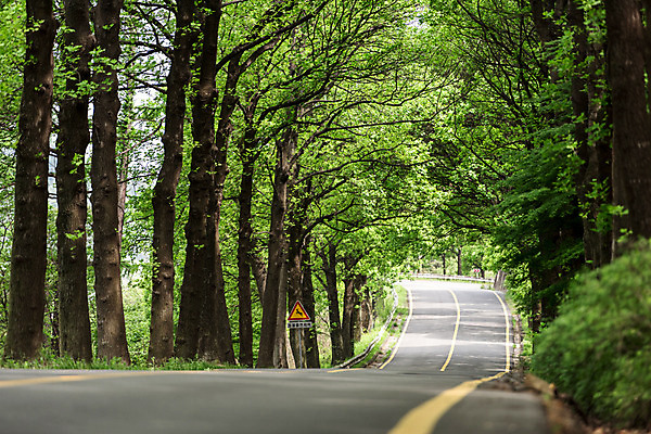 포토 JPG 주간 나무 공원 도로 자연 한국 풍경 사람없음 야외 초록색 맑음 원근감 숲 가로수 청남대 국내포토 자연요소 식물 공공시설 아시아 길 뷰포인트 컬러 교통시설 날씨 생태계 파일형식 청주_지역
