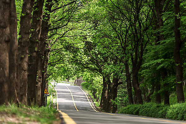 포토 JPG 주간 나무 공원 도로 자연 한국 풍경 사람없음 야외 초록색 맑음 원근감 숲 가로수 청남대 국내포토 자연요소 식물 공공시설 아시아 길 뷰포인트 컬러 교통시설 날씨 생태계 파일형식 청주_지역