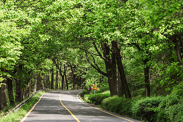 포토 JPG 주간 나무 공원 도로 자연 한국 풍경 사람없음 야외 초록색 맑음 원근감 숲 가로수 청남대 국내포토 자연요소 식물 공공시설 아시아 길 뷰포인트 컬러 교통시설 날씨 생태계 파일형식 청주_지역