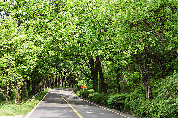 포토 JPG 주간 나무 공원 도로 자연 한국 풍경 사람없음 야외 초록색 맑음 원근감 숲 가로수 청남대 국내포토 자연요소 식물 공공시설 아시아 길 뷰포인트 컬러 교통시설 날씨 생태계 파일형식 청주_지역