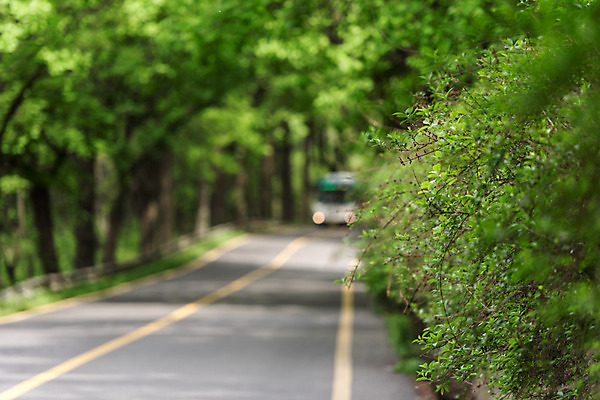 포토 JPG 주간 나무 공원 도로 자연 한국 풍경 사람없음 야외 초록색 맑음 원근감 숲 가로수 청남대 국내포토 자연요소 식물 공공시설 아시아 길 뷰포인트 컬러 교통시설 날씨 생태계 파일형식 청주_지역