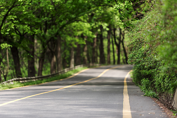 포토 JPG 주간 나무 공원 도로 자연 한국 풍경 사람없음 야외 초록색 맑음 원근감 숲 가로수 청남대 국내포토 자연요소 식물 공공시설 아시아 길 뷰포인트 컬러 교통시설 날씨 생태계 파일형식 청주_지역