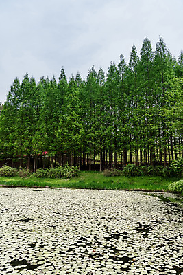 포토 JPG 주간 나무 공원 호수 자연 한국 풍경 사람없음 야외 초록색 숲 메타세콰이어 청남대 국내포토 자연요소 식물 공공시설 아시아 컬러 생태계 파일형식 청주_지역