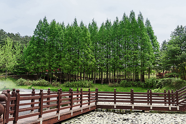 포토 JPG 주간 나무 공원 호수 자연 한국 풍경 사람없음 야외 초록색 숲 메타세콰이어 청남대 국내포토 자연요소 식물 공공시설 아시아 컬러 생태계 파일형식 청주_지역