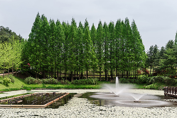 포토 JPG 주간 나무 공원 호수 자연 한국 풍경 사람없음 야외 초록색 숲 메타세콰이어 청남대 국내포토 자연요소 식물 공공시설 아시아 컬러 생태계 파일형식 청주_지역