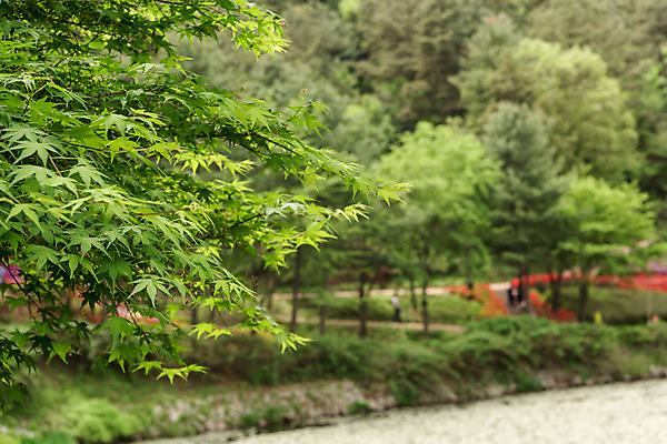 포토 JPG 주간 나무 공원 호수 자연 한국 풍경 사람없음 야외 아웃포커스 초록색 숲 청남대 국내포토 자연요소 식물 공공시설 아시아 컬러 촬영기법 생태계 파일형식 청주_지역