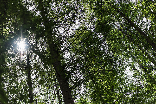 포토 JPG 주간 나무 공원 로우앵글 자연 한국 풍경 사람없음 야외 초록색 햇빛 숲속 숲 메타세콰이어 청남대 국내포토 자연요소 식물 공공시설 아시아 뷰포인트 컬러 태양 생태계 파일형식 청주_지역