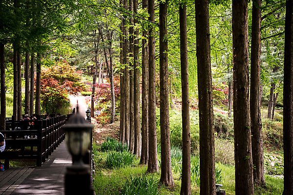 포토 JPG 주간 나무 공원 자연 한국 풍경 사람없음 야외 초록색 맑음 산책로 숲속 숲 메타세콰이어 청남대 국내포토 자연요소 식물 공공시설 아시아 길 컬러 날씨 생태계 파일형식 청주_지역