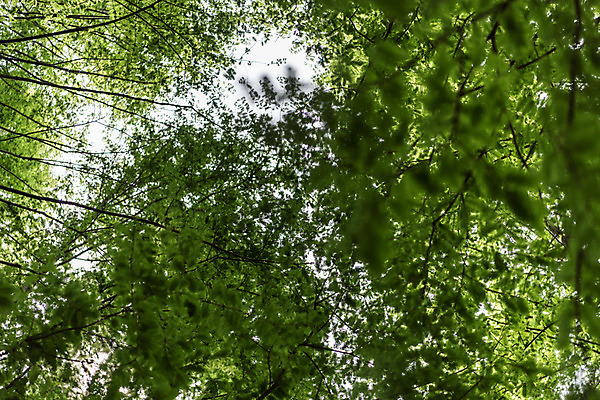 포토 JPG 주간 나무 공원 로우앵글 자연 하늘 한국 풍경 사람없음 야외 초록색 숲속 숲 메타세콰이어 청남대 국내포토 자연요소 식물 공공시설 아시아 뷰포인트 컬러 생태계 파일형식 청주_지역