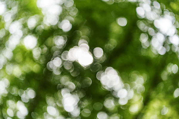 포토 JPG 주간 나무 공원 배경화면 백그라운드 자연 한국 풍경 사람없음 야외 아웃포커스 초록색 숲 보케 메타세콰이어 청남대 국내포토 자연요소 식물 공공시설 아시아 컬러 촬영기법 생태계 파일형식 청주_지역