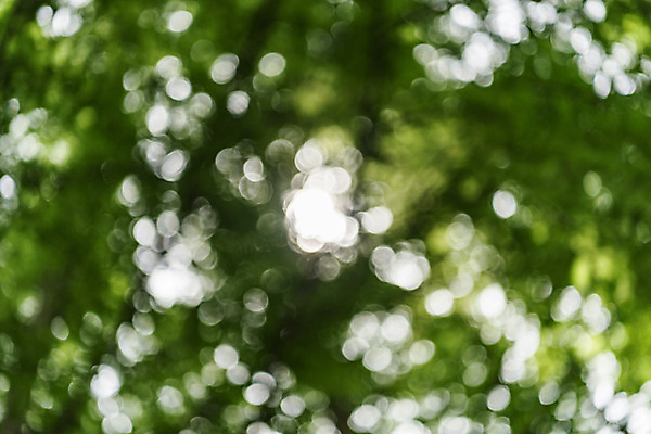 포토 JPG 주간 나무 공원 배경화면 백그라운드 자연 한국 풍경 사람없음 야외 아웃포커스 초록색 숲 보케 메타세콰이어 청남대 국내포토 자연요소 식물 공공시설 아시아 컬러 촬영기법 생태계 파일형식 청주_지역