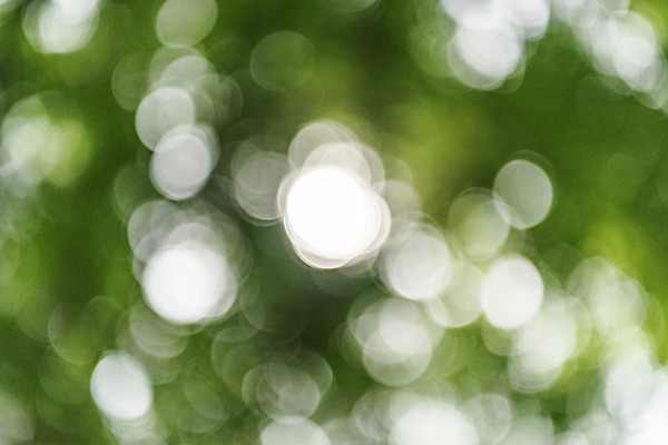 포토 JPG 주간 나무 공원 배경화면 백그라운드 자연 한국 풍경 사람없음 야외 아웃포커스 초록색 숲 보케 메타세콰이어 청남대 국내포토 자연요소 식물 공공시설 아시아 컬러 촬영기법 생태계 파일형식 청주_지역