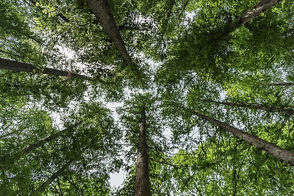 포토 JPG 주간 나무 공원 로우앵글 배경화면 백그라운드 자연 한국 풍경 사람없음 야외 초록색 숲 메타세콰이어 청남대 국내포토 자연요소 식물 공공시설 아시아 뷰포인트 컬러 생태계 파일형식 청주_지역