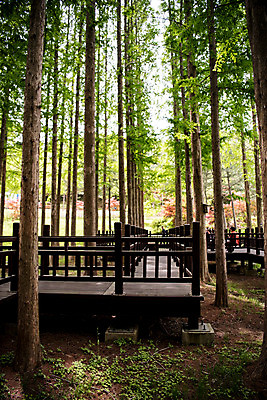 포토 JPG 주간 나무 공원 자연 한국 풍경 사람없음 야외 초록색 맑음 산책로 숲속 숲 메타세콰이어 청남대 국내포토 자연요소 식물 공공시설 아시아 길 컬러 날씨 생태계 파일형식 청주_지역