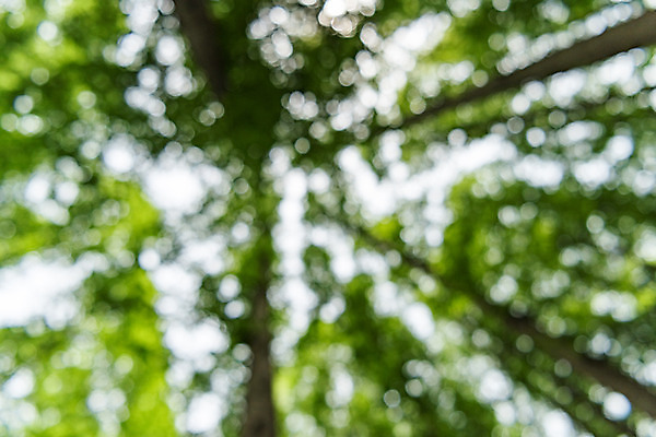 포토 JPG 주간 나무 공원 로우앵글 배경화면 백그라운드 자연 한국 풍경 사람없음 야외 아웃포커스 초록색 숲 보케 메타세콰이어 청남대 국내포토 자연요소 식물 공공시설 아시아 뷰포인트 컬러 촬영기법 생태계 파일형식 청주_지역