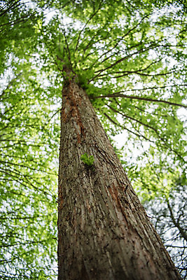 포토 JPG 주간 나무 공원 로우앵글 자연 한국 풍경 사람없음 야외 초록색 숲 메타세콰이어 청남대 국내포토 자연요소 식물 공공시설 아시아 뷰포인트 컬러 생태계 파일형식 청주_지역
