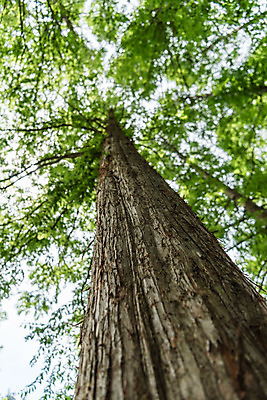 포토 JPG 주간 나무 공원 로우앵글 자연 한국 풍경 사람없음 야외 아웃포커스 초록색 숲 메타세콰이어 청남대 국내포토 자연요소 식물 공공시설 아시아 뷰포인트 컬러 촬영기법 생태계 파일형식 청주_지역