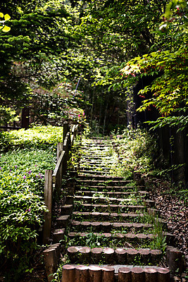 포토 JPG 주간 나무 공원 자연 한국 풍경 사람없음 야외 초록색 계단 숲속 숲 청남대 국내포토 자연요소 식물 공공시설 아시아 컬러 생태계 파일형식 청주_지역