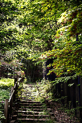 포토 JPG 주간 나무 공원 자연 한국 풍경 사람없음 야외 아웃포커스 초록색 계단 산책로 숲 청남대 국내포토 자연요소 식물 공공시설 아시아 길 컬러 촬영기법 생태계 파일형식 청주_지역