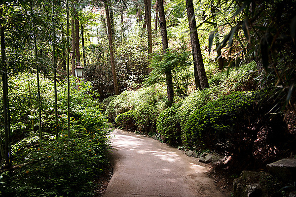 포토 JPG 주간 나무 공원 자연 한국 풍경 사람없음 야외 초록색 산책로 숲 청남대 국내포토 자연요소 식물 공공시설 아시아 길 컬러 생태계 파일형식 청주_지역
