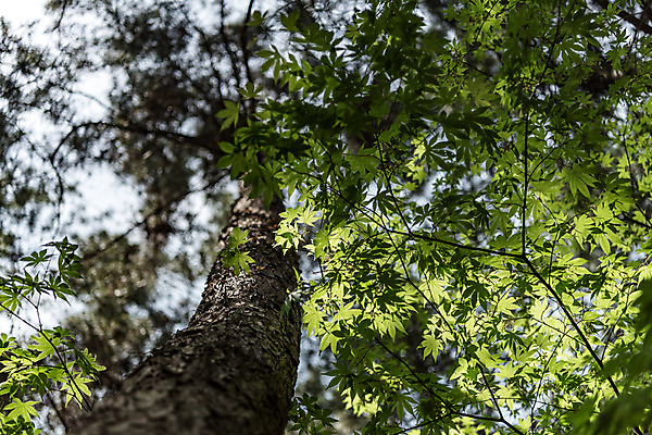 포토 JPG 주간 나무 공원 로우앵글 자연 한국 풍경 사람없음 야외 초록색 숲 청남대 국내포토 자연요소 식물 공공시설 아시아 뷰포인트 컬러 생태계 파일형식 청주_지역