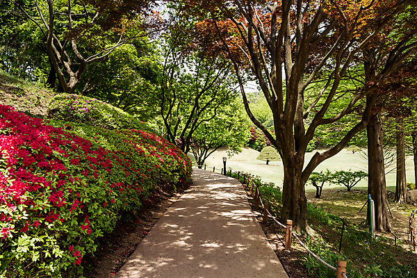 포토 JPG 주간 나무 공원 자연 한국 풍경 사람없음 야외 초록색 산책로 원근감 숲 청남대 국내포토 자연요소 식물 공공시설 아시아 길 뷰포인트 컬러 생태계 파일형식 청주_지역