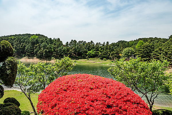 포토 JPG 주간 나무 공원 꽃 자연 한국 풍경 사람없음 야외 초록색 맑음 숲 대청호 청남대 국내포토 자연요소 식물 공공시설 아시아 호수 컬러 날씨 생태계 청주 파일형식 청주_지역