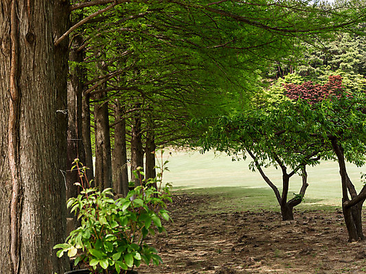 포토 JPG 주간 나무 공원 자연 한국 풍경 사람없음 야외 초록색 숲속 숲 청남대 국내포토 자연요소 식물 공공시설 아시아 컬러 생태계 파일형식 청주_지역