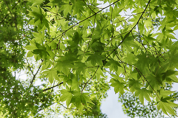 포토 JPG 주간 나무 공원 로우앵글 자연 한국 풍경 사람없음 야외 초록색 맑음 숲 청남대 국내포토 자연요소 식물 공공시설 아시아 뷰포인트 컬러 날씨 생태계 파일형식 청주_지역