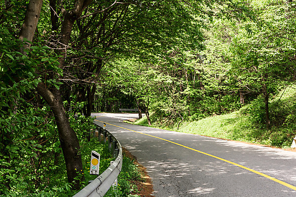 포토 JPG 주간 나무 공원 도로 자연 풍경 사람없음 야외 초록색 맑음 원근감 숲 가로수 국내포토 자연요소 식물 공공시설 길 뷰포인트 컬러 교통시설 날씨 생태계 파일형식