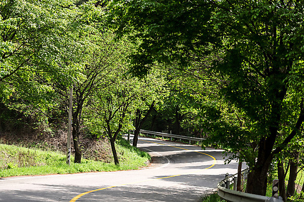 포토 JPG 주간 나무 공원 도로 자연 풍경 사람없음 야외 초록색 맑음 원근감 숲 가로수 국내포토 자연요소 식물 공공시설 길 뷰포인트 컬러 교통시설 날씨 생태계 파일형식