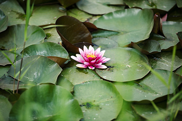포토 JPG 주간 공원 자연 한국 연꽃 풍경 사람없음 야외 초록색 연못 습지 연잎 퇴촌 광동청정습지 국내포토 광주시 자연요소 공공시설 꽃 아시아 컬러 잎 생태계 경기도 파일형식 광주_지역