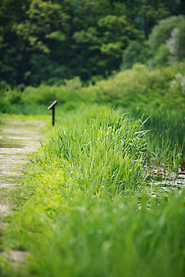 포토 JPG 주간 공원 길 자연 한국 풍경 사람없음 야외 아웃포커스 초록색 풀 잡초 퇴촌 광동청정습지 국내포토 광주시 자연요소 식물 공공시설 아시아 컬러 촬영기법 생태계 경기도 파일형식 광주_지역