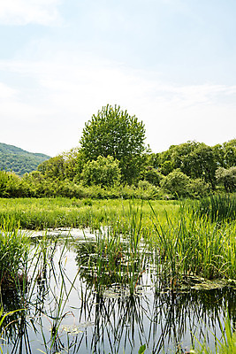 포토 JPG 주간 나무 공원 자연 하늘 한국 풍경 사람없음 야외 초록색 맑음 연못 풀잎 습지 퇴촌 광동청정습지 국내포토 광주시 자연요소 식물 공공시설 아시아 컬러 잎 날씨 풀_식물 생태계 경기도 파일형식 광주_지역
