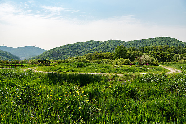 포토 JPG 주간 나무 공원 자연 한국 풍경 사람없음 야외 초록색 맑음 풀잎 퇴촌 광동청정습지 국내포토 광주시 자연요소 식물 공공시설 아시아 컬러 잎 날씨 풀_식물 생태계 경기도 파일형식 광주_지역