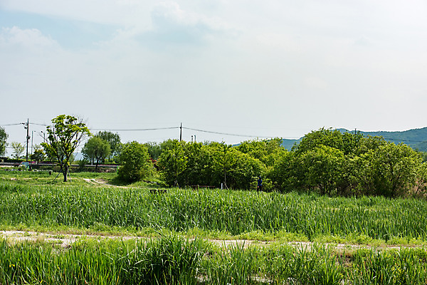 포토 JPG 주간 나무 공원 길 자연 한국 풍경 사람없음 야외 초록색 맑음 풀잎 퇴촌 광동청정습지 국내포토 광주시 자연요소 식물 공공시설 아시아 컬러 잎 날씨 풀_식물 생태계 경기도 파일형식 광주_지역