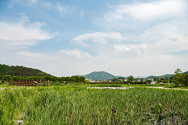 포토 JPG 주간 나무 구름 공원 자연 하늘 한국 풍경 사람없음 야외 초록색 맑음 풀잎 습지 퇴촌 광동청정습지 국내포토 광주시 자연요소 식물 공공시설 아시아 컬러 잎 날씨 풀_식물 생태계 경기도 파일형식 광주_지역